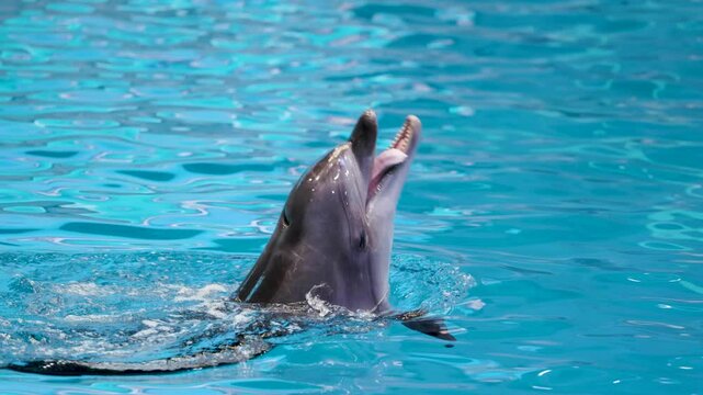 The elegance of the Sea Dolphins gliding through water with grace and speed. Close up shot capturing performance of Dolphin unnatural tricks. 4K Footage.