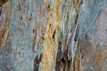 Shades of eucalyptus tree trunk texture