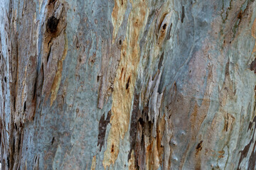 Shades of eucalyptus tree trunk texture