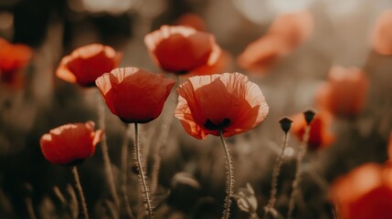 Obraz premium Warm sunset light bathing field of delicate poppies