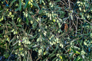 Green olives on the tree for picking