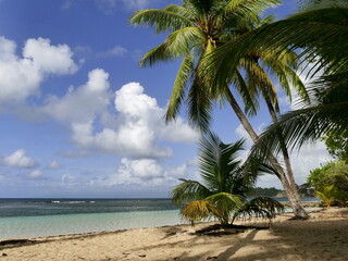 Idyllic tropical beach landscape with palm trees, sea, sand and sun in La Caravelle Beach in Sainte...