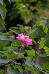 This image is a distant view of the Rose of Sharon.