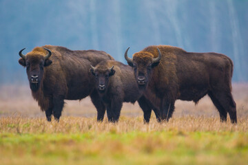 European Bison in Białowieża Forest, Poland	
