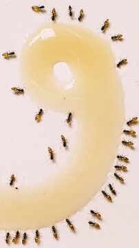 Unique way to countdown numeric number with formation of ants eating honey. Red fire ants are eating honey in the kitchen. Feeding the colonies of ants in the morning as symbol of kindness