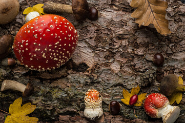 Autumn creative composition. Beautiful fly agarics, mushrooms, rose hips, leaves on the background of tree bark texture. Flat lay, top view, copy space
