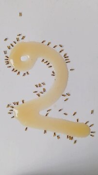 Unique way to countdown numeric number with formation of ants eating honey. Red fire ants are eating honey in the kitchen. Feeding the colonies of ants in the morning as symbol of kindness