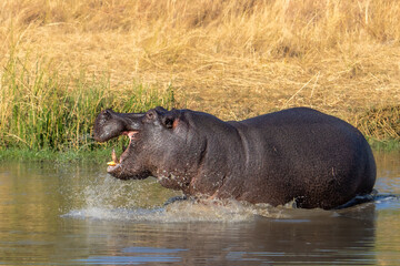 Angry hippo (Hippopotamus amphibius), hippo with a wide open mouth displaying dominance, Moremi game reserve, Botswana, Africa