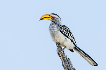 Southern Yellow-billed Hornbill, Tockus leucomelas, bird with big bill perched on a branch in the nature habitat, Moremi game reserve, Okavango delta, Botswana, Africa