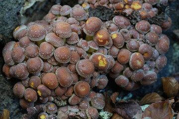 Closeup on a group of a of brick cachestnut cap or red woodlover mishrooms, Hypholoma lateritium in the fall