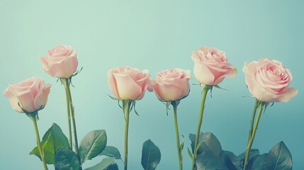 Obraz premium Pink roses bouquet against blue background, delicate petals, green leaves