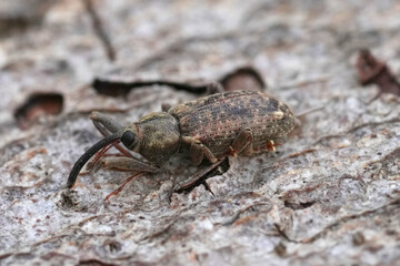 Close-up of a European Dorytomus longimanus, Weevil on Textured Surface