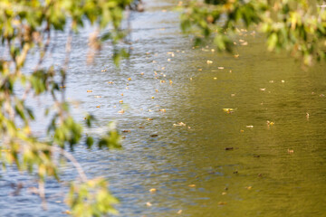 A body of water with leaves floating on top
