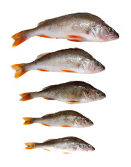 A row of fish with the first one being the largest
