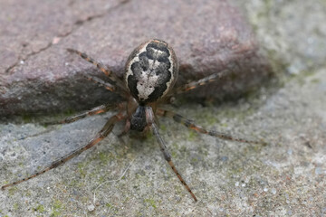 Close-Up of a missing sector orb weaver or silver-sided sector spider, Zygiella x-notata, on Stone Surface