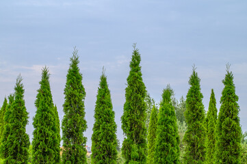 Wysokie zielone drzewka tuje rosną jako żywopłot  © Paweł Kacperek