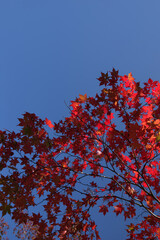 紅葉