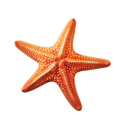 Bright orange starfish resting on a white surface with distinct texture and shape, highlighting marine beauty and biodiversity