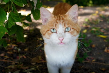 portrait of a red-haired cat with a white fluffy shirt front on his chest with blue piercing eyes on a walk near a bush in the park