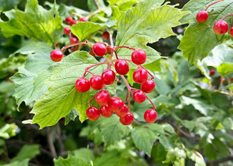 Fototapeta premium ripe red viburnum berries hanging on a branch of a viburnum bush
