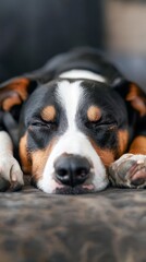  A tight shot of a dog reclining on the ground, head tucked between its paws, eyes shut