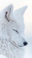 Obraz premium A tight shot of a white wolf with closed eyes and turned head, revealing one side of his face