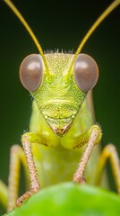  A macro shot of a grasshopper gazing at the camera, a green foreground leaf nearby, and a distant green background leaf