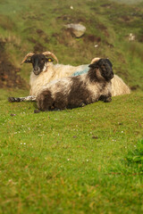 Fototapeta premium A sheep is grazing on grass in a field. The sheep has a black face and horns. The grass is green and the sheep is standing on a hill. Agriculture and farming industry