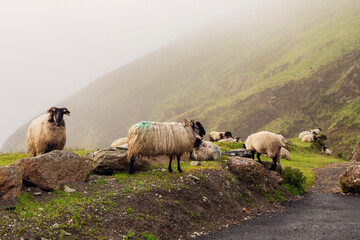 Fototapeta premium Flock of black face sheep on a grass, green hill in a fog in the background. Keem bay, Ireland. Travel and tourism. Agriculture and farming industry. Rural country scene with serene mood and feel.