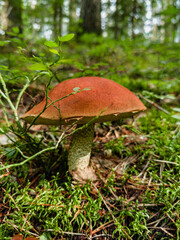 forest mushroom grows among soft moss and pine needles on the forest floor, surrounded by delicate greenery and light foliage.