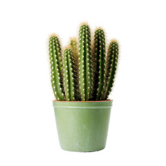 Cactus placed in a green pot against a transparent background showcasing its tall and spiky features in natural lighting