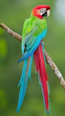 Obraz premium A vibrant bird perched on a tree branch, adjacent to a combination of green and red branches, against a softly blurred backdrop