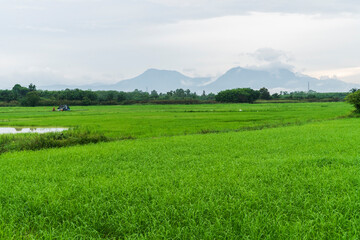 This picture is a picture of a green rice field with a mountain background.