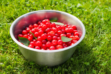 Ripe fresh cherry harvested from a tree in stainless steel bucket on green grass. Fine high quality organic product with rich color ready for consumption. Summer time vibe and mood.