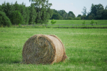 Filed with green grass and round bay of hey ready for wrapping and transportation to a storage for cold winter season. Calm and relaxing rural scene. Agriculture and farming industry.