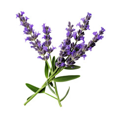Obraz premium Fresh lavender bouquet on transparent background, showcasing vibrant purple flowers and green leaves for aromatic appeal and decoration