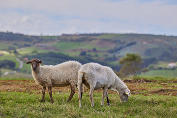 Fototapeta premium A flock of white sheep is grazing in a meadow