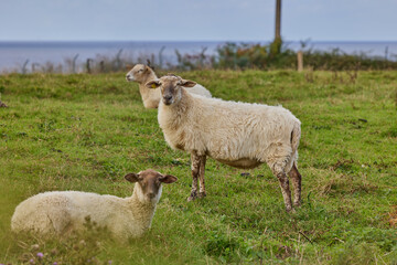 Obraz premium A flock of white sheep is grazing in a meadow