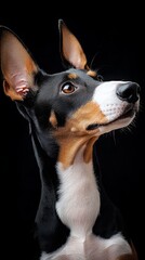  Close-up of a dog's face against black backdrop, featuring a white mark on its right side