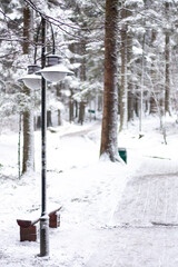 winter landscape, a path in a winter coniferous forest