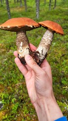 mushrooms in the hand