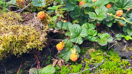 Cloudberry in the forest