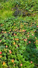 background, beauty berries in forest 