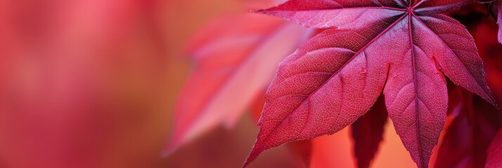  A tight shot of a scarlet leaf on a plant against an indistinct backdrop of orange and red foliage