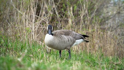 A Graceful Goose Standing Calmly Near The Riverbank, Surrounded By Lush Greenery And Reflective Waters, Capturing The Peaceful Essence Of Wildlife In Harmony With Its Natural Environment.	
