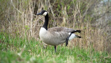 Goose. A Graceful Goose Standing Calmly Near The Riverbank, Surrounded By Lush Greenery And Reflective Waters, Capturing The Peaceful Essence Of Wildlife In Harmony With Its Natural Environment.	
