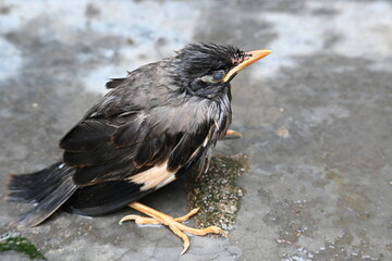 Baby Indian Myna Birds. Its other names Common myna and mynah. This is  a bird of the starling family Sturnidae. This is a group of passerine birds which are native to southern Asia, especially India.