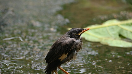 Baby Indian Myna Birds. Its other names Common myna and mynah. This is  a bird of the starling family Sturnidae. This is a group of passerine birds which are native to southern Asia, especially India.