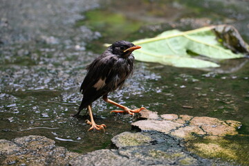 Baby Indian Myna Birds. Its other names Common myna and mynah. This is  a bird of the starling...
