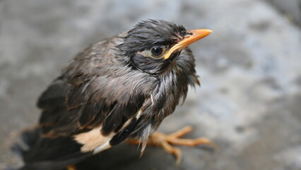 Baby Indian Myna Birds. Its other names Common myna and mynah. This is  a bird of the starling family Sturnidae. This is a group of passerine birds which are native to southern Asia, especially India.